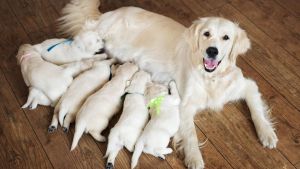 Wer darf in Deutschland Hunde züchten?