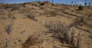 Kina posadila 66 milijardi stabala i zaustavila pustinju: Afrika pokušala isto, šokirali ih rezultati