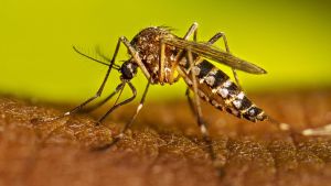 Gerenzano, caso di Dengue: attivato il protocollo sanitario. Al via la disinfestazione