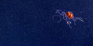 Le rythme des abysses, ou comment les créatures qui vivent dans une nuit perpétuelle se repèrent dans le temps