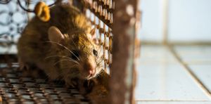 Why are some animals considered ‘pests’? It comes down to culture and convenience