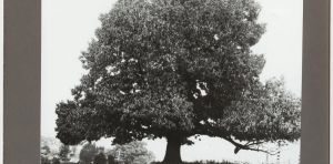 New genetic approaches raise hopes for restoring the American chestnut to its former glory