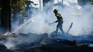 Fiesole, fiamme nel bosco all’Olmo. L’incendio causato da un mozzicone di sigaretta
