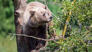 Bär im Oberallgäu? Viele Menschen sind besorgt - das ist über den Fundort der Spur bekannt
