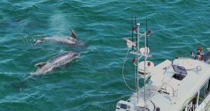 Sea lovers urged to join dolphin watches on north Norfolk coast