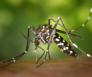 Moustique tigre dans les Pyrénées-Atlantiques : 84 % des habitants désormais concernés