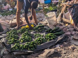 Le mirage des biocarburants d’Eni