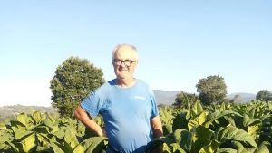 Grandine sul tabacco kentucky. “Danneggiato il 40% del raccolto”