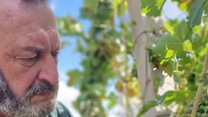 Grandine, la conta dei danni. Agricoltori in ginocchio: 