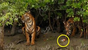 Royal Bengal tiger stops after spotting plastic bottle in Sundarbans