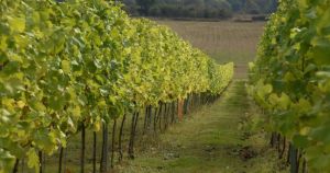 Top UK vineyard set to expand with new winery building