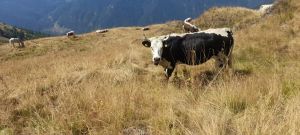 La siccità mette in ginocchio il Piemonte: «Serve visione di lungo periodo»