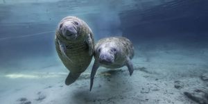 We Are Closer Than We Think to Losing Our Wild Neighbors