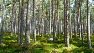 Norrlandspartiet är inte originalet – SVAR DIREKT