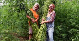 Fressingfield farm hopes to revive hemp industry to make eco-friendly homes