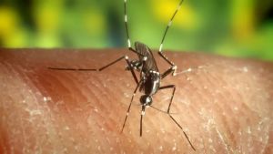 Caso di West Nile a Salgareda, colpita una giovane: al via la disinfestazione