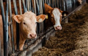 No, We Don’t Eat Kosher Meat Either.
