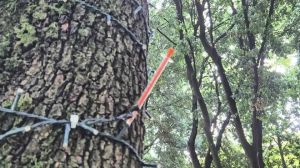Siringhe infilzate agli alberi nel parco per bambini in zona via Piave