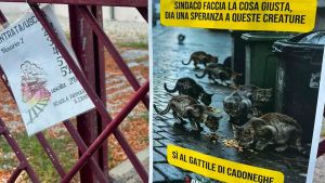 Gli animalisti chiedono l’apertura di un gattile: spuntano le locandine fuori dal municipio