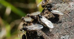 The dates thousands of flying ants could descend on Norfolk