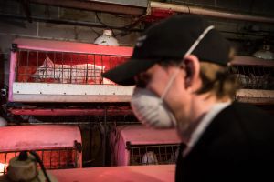 Canada’s progress on protecting animals is unravelling