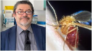 “Virus Toscana”, cos’è e come si trasmette: parla l’esperto. “Sintomi lievi, ma in alcuni casi può causare meningiti”
