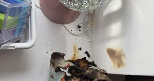Fire in family home sparked by SNOW GLOBE