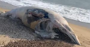 Dead whale washes up on Norfolk beach