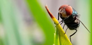 Colorado prepares for screwworms, as the pest that was eradicated in 1966 returns to the US