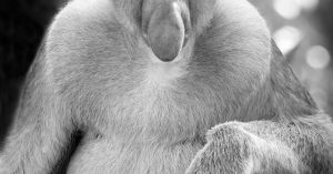 A Celebration of Our Close Kinship with Other Primates