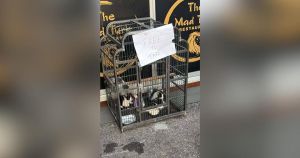 Restaurant apologises after caged kittens labelled as 'free to take' outside building