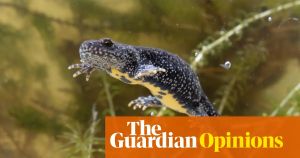 The Guardian view on ponds: these freshwater havens need a law of their own