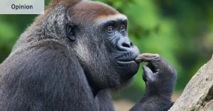 I’m just a creature of habit. Sometimes that creature is a gorilla