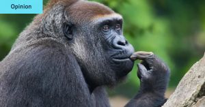 I’m just a creature of habit. Sometimes that creature is a gorilla