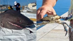 Dal granchio blu al pesce pappagallo: come il mare sempre più caldo sta cambiando la fauna. Parla l’esperta