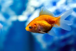 Readers sound off on aquatic intelligence, World Cup winners and NYCHA failures