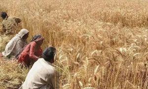 Private sector rejects govt wheat import plan