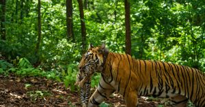 Why Forest Officials Chased This Tigress for Weeks—and Why They're Celebrating Her Today