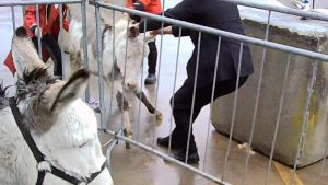 L’inchiesta della Lav nei circhi: «Così maltrattano gli animali»