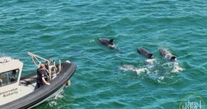 The Norfolk beaches where you could spot dolphins and the odd whale
