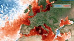 Mare troppo caldo, temperature fino a 6 gradi sopra la media. Gli effetti su pesci ed ecosistema