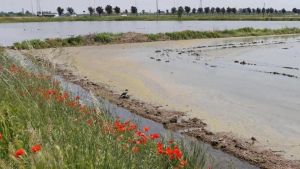 Lotta alle zanzare: Alessandria fa il muro anti insetti coi crisantemi