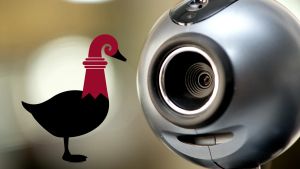 Basel brütet wieder was aus: Leerstand, Webcam-Kniffs und eine Schwalbe