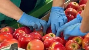 Il caldo di giugno accelera il raccolto della frutta: previsti 240mila quintali di mele e 35mila di kiwi