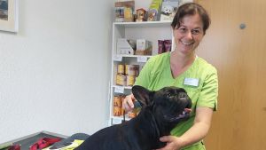 Naturheilkunde statt OP-Marathon: Wie Bulldogge Kira mithilfe alternativer Methoden aufblüht