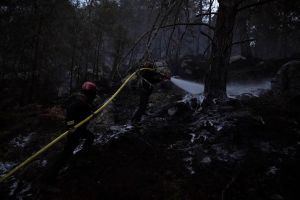 A Fontainebleau, des bénévoles se mobilisent pour sauver la faune sauvage