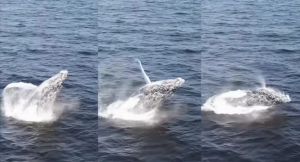 Ballenas en Lima y Áncash: ¿Tiene relación con el calentamiento de las aguas y El Niño Global? Esto dicen los expertos