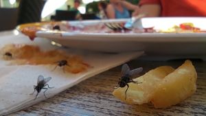 Fliegenplage in Steißlingen? Gemeinde sucht fieberhaft nach der Ursache
