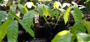 A floresta como componente estratégico das forças produtivas