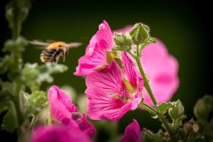 Les fleurs soyeuses de l’Anisodontea « El Rayo » séduisent, du printemps aux gelées, autant les jardiniers que les pollinisateurs.